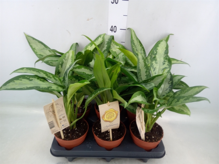 <h4>Aglaonema  'Jubilee Compacta'</h4>