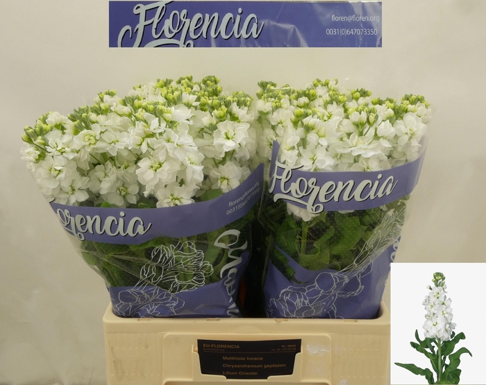 <h4>MATTH AIDA WHITE</h4>