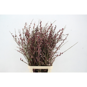 SALIX RED PASSION VERTAKT 120CM
