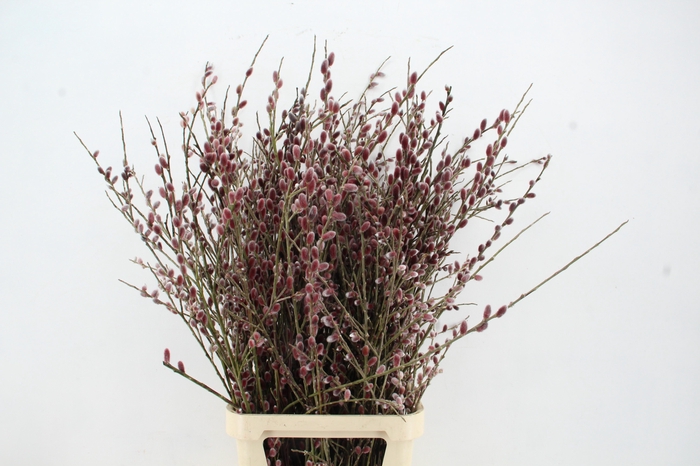<h4>SALIX RED PASSION VERTAKT 120CM</h4>