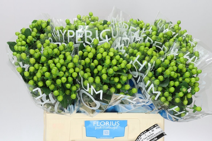 <h4>Hyp Coco Bamboo</h4>