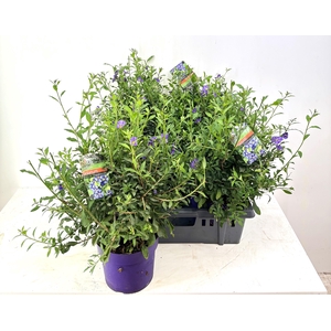 SOLANUM OV