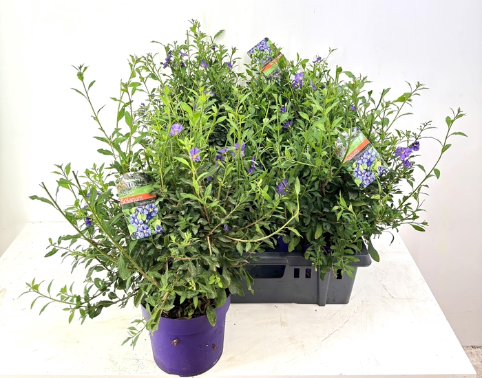 <h4>SOLANUM OV</h4>