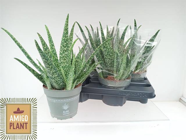 <h4>ALOE VERA</h4>