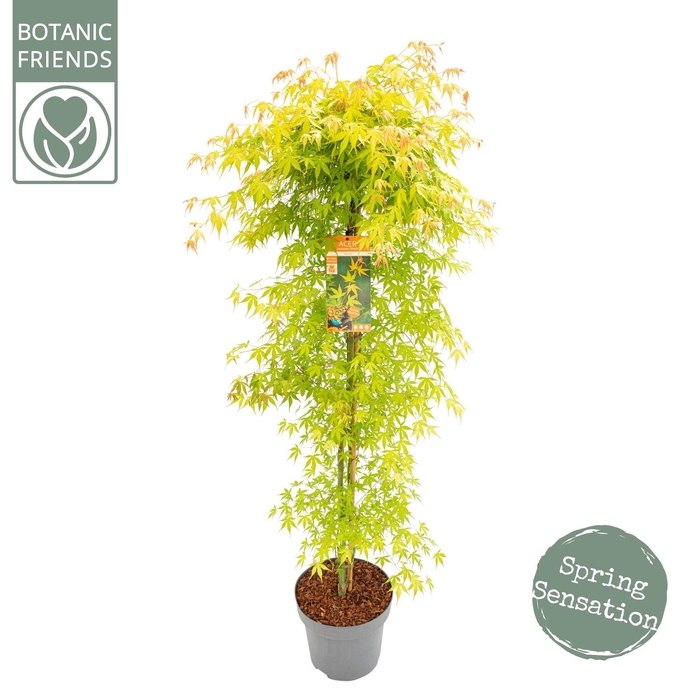 <h4>Acer palm. 'Katsura' zuil</h4>