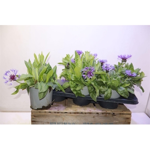 arr8 Centaure Blue Carpet