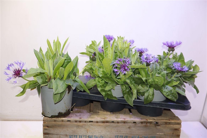 arr8 Centaure Blue Carpet