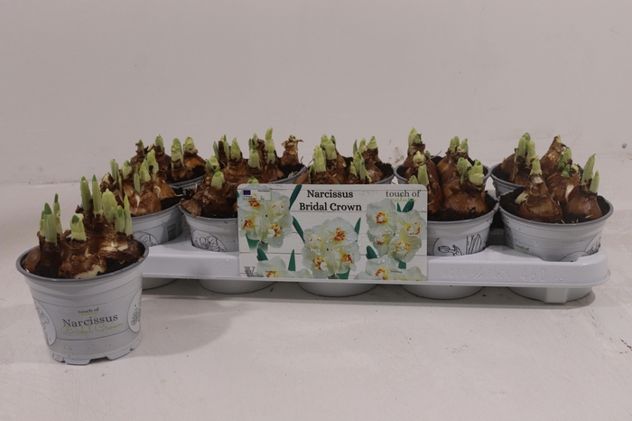 <h4>NARC D BRIDAL CROWN</h4>