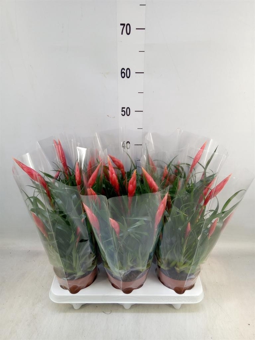 <h4>Vriesea 'Astrid'</h4>