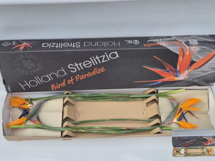 <h4>STREL REGINAE BLOEM</h4>