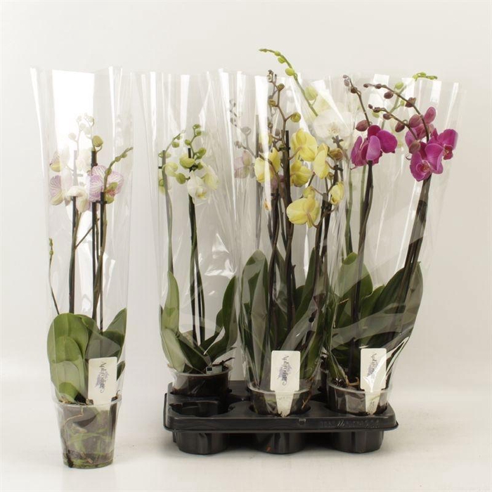 <h4>PHAL GEM 4 KL</h4>