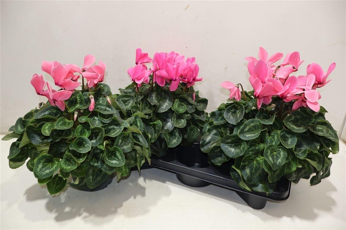 <h4>Cycl Gr Sup Mammoth</h4>