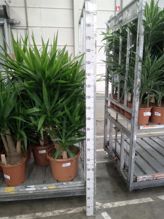 <h4>Yucca elephantipes   ...</h4>