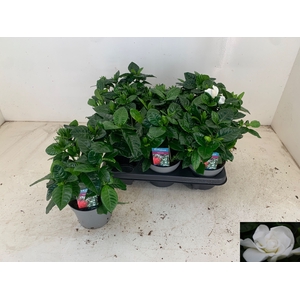 GARDENIA JASMINOIDES