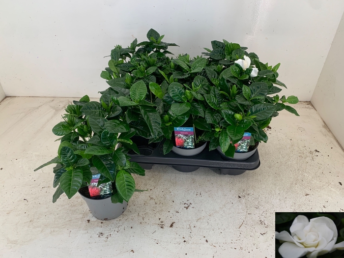 <h4>GARDENIA JASMINOIDES</h4>