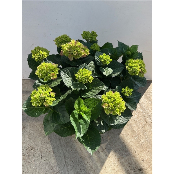 <h4>Hydrangea Magical® mix 29 cm rijp 1</h4>