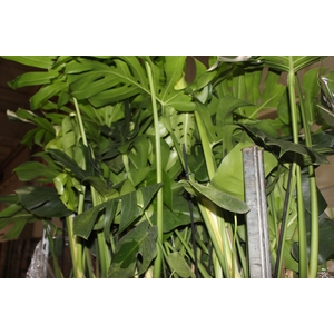 MONSTERA DELICIOSA P23