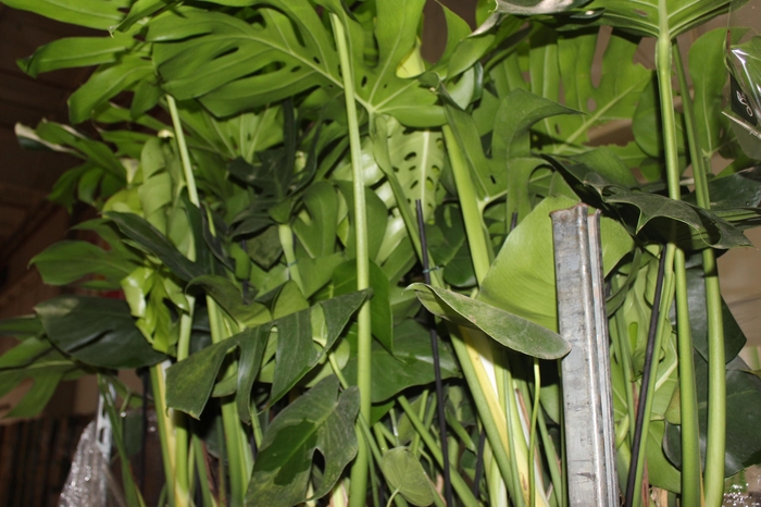 <h4>MONSTERA DELICIOSA P23</h4>