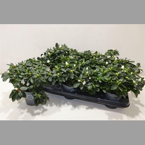 Rhodo Si Witte Vogel