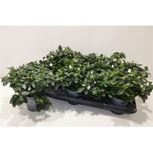 arr8 Rhodo Si Witte Vogel