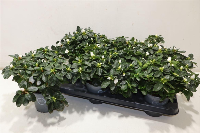 <h4>Rhodo Si Witte Vogel</h4>