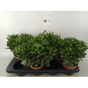 Crassula ovata 'Sunset'