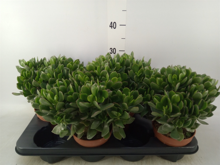 <h4>Crassula ovata 'Sunset'</h4>