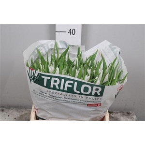 Tu Li Beau An Elegan