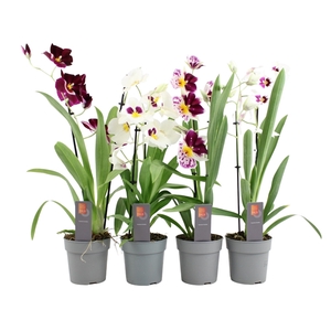 Inca Miltoniopsis mix 2 spike