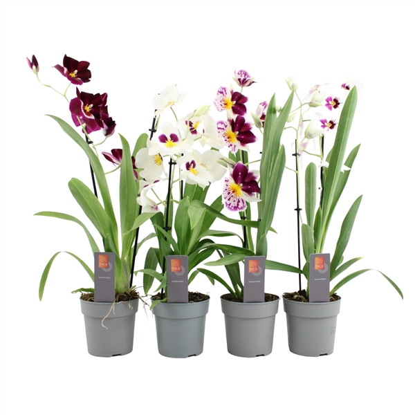 <h4>Inca Miltoniopsis mix 2 spike</h4>