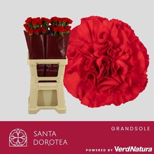 DI ST GRANDSOLE