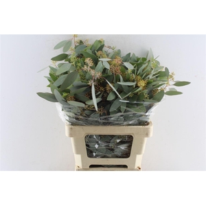 Euca Populus Berry 200 Gram
