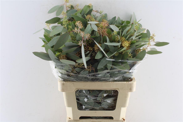 <h4>Euca Populus Berry 200 Gram Promo</h4>