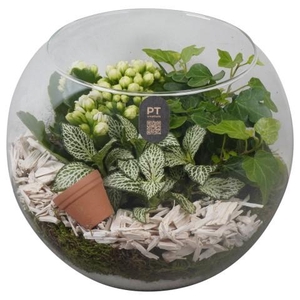 PTIG2617 Arrangementen kamerplanten