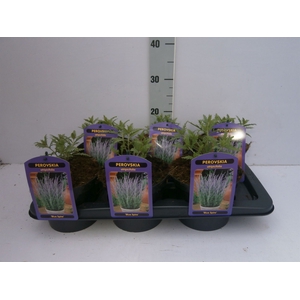 Perovskia atriplic. 'Blue Spire'