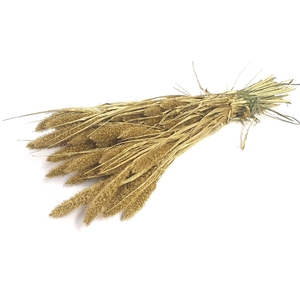 DRIED FLOWERS - SETARIA gold