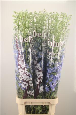 <h4>Delph El Dewi Noa Pale Blue</h4>