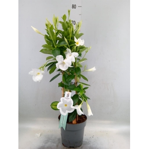 Mandevilla sand. 'SumStar White'