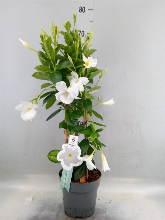 <h4>Mandevilla sand. 'SumStar White'</h4>