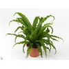 Asplenium antiquum 'Osaka'