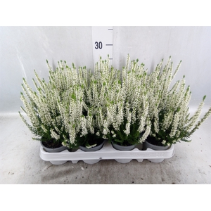 Calluna vulg. 'Beauty L Verenka'