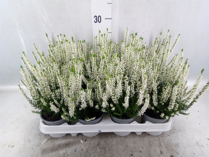 <h4>Calluna vulg. 'Beauty L Verenka'</h4>