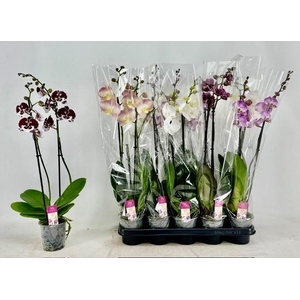 PHAL GEM