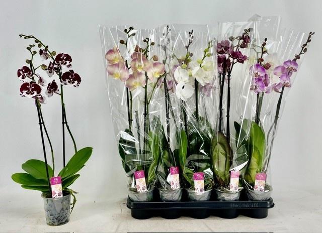 <h4>PHAL GEM</h4>