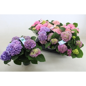 HYDR M MAG REVOLUTIO