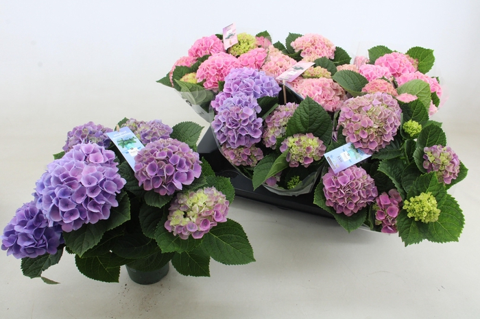 <h4>HYDR M MAG REVOLUTIO</h4>