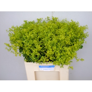 ALCHEM M ROBUSTICA