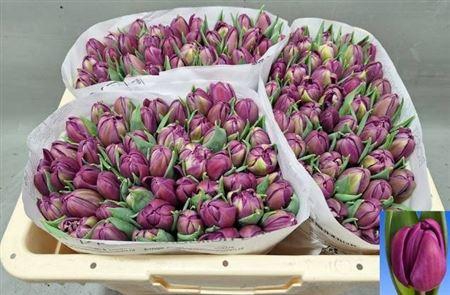 <h4>Tu Du Respectable</h4>