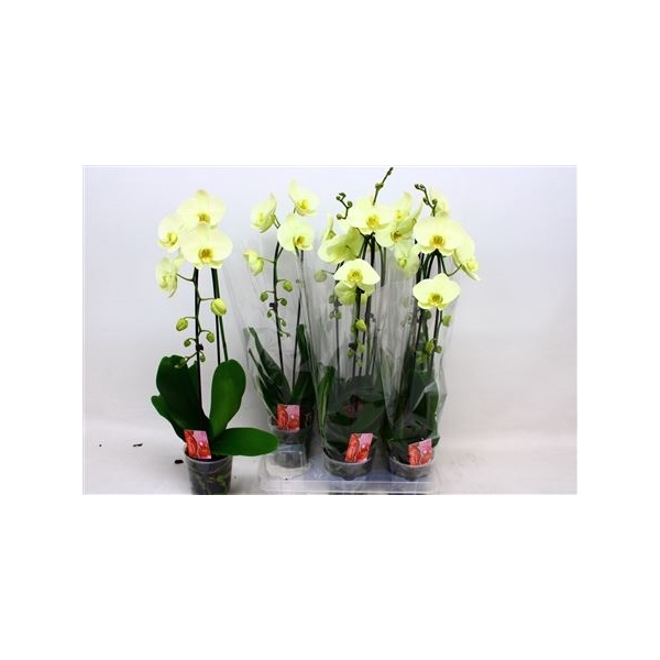 <h4>Phal El Cascade Lemon 1 Branche 9+</h4>