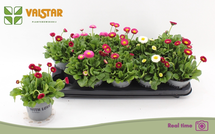 <h4>BELLIS P KL BEL GEM</h4>